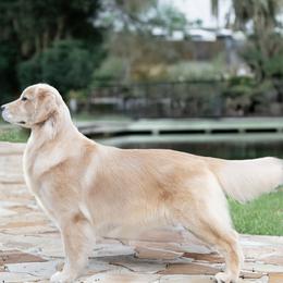 Golden Retrievers from Winstone Goldens