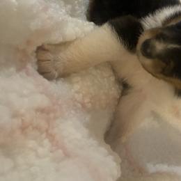 Collie Puppies from Prime Star Collies