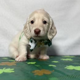 Mateo - Cream male Dachshund puppy in Somerset, Pennsylvania from Rae’s Dapper Dachshunds