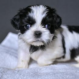 Dash - Black and white male Shih Tzu puppy in Montrose, Colorado from Nana's Happy Pups