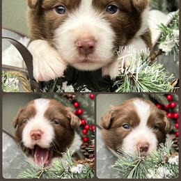 (6) Turkey - Red tri female Miniature Australian Shepherd puppy in Huntington, Texas from JKKJ Farms