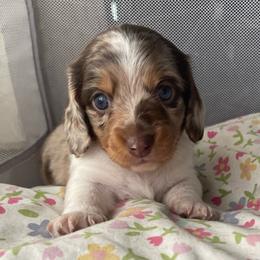 Lil Bo 4400 - Dapple male Dachshund puppy in Jackson, Tennessee from Cashmere Crown Mini Dachshunds