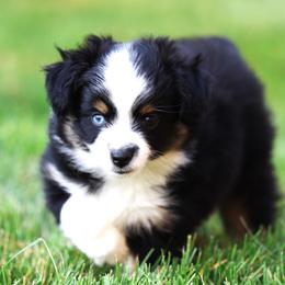 Toy Australian Shepherds from Bitterroot Toy Aussies