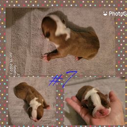 Boston Terrier Puppies from Smith's Boston Terriers