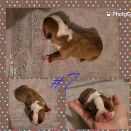 Boston Terrier Puppies from Smith's Boston Terriers