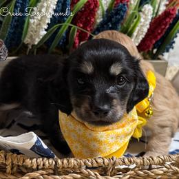 Jetta - Black and cream female Dachshund puppy in Fayetteville, West Virginia from Loop Creek Dachshunds