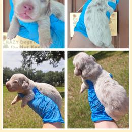 4300... Max - Dapple male Dachshund puppy in Winter Haven, Florida from Gateway 2 Little Paws