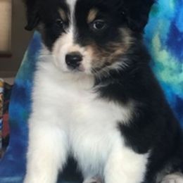 Australian Shepherd Puppies from Heartfire Aussies