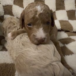 Maple - Red  female Goldendoodle puppy in Litchfield, Connecticut from Gracie Doodles CT