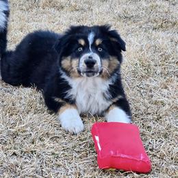 Kodiak - Black tri-color male Australian Shepherd puppy in Utah from Corbridge Aussies