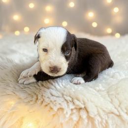 Bentley - Red tri-color male Australian Shepherd puppy in Statesville, North Carolina from Charming Australian Shepherds