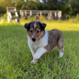 Minnie - Sable and white female Collie puppy in St Augustine, Florida from Saltwater Collies LLC
