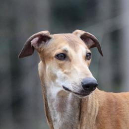 Lark - Greyhound