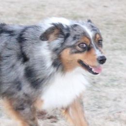 Miniature Australian Shepherds and Toy Australian Shepherds from 6C Aussies