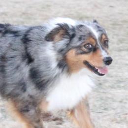 Miniature Australian Shepherds and Toy Australian Shepherds from 6C Aussies