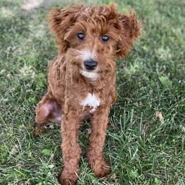 Duke - Red  male Goldendoodle puppy in Kansas City, Kansas from Bella & Ivy’s Mini Goldendoodles of KC