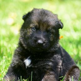 Orange girl - Sable female German Shepherd puppy in Clarkrange, Tennessee from Vom Wolff