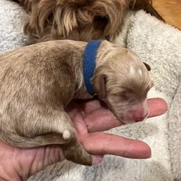 Blue collar boy - Apricot male Goldendoodle puppy in Fairfield, California from Twin Sisters Doodles