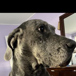 Titan - Great Dane