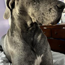 Titan - Great Dane