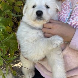 Berger Blanc Suisse and German Shepherd Puppies from Scenic Creek German Shepherds and White Swiss Shepherds