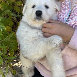 Berger Blanc Suisse and German Shepherd Puppies from Scenic Creek German Shepherds and White Swiss Shepherds