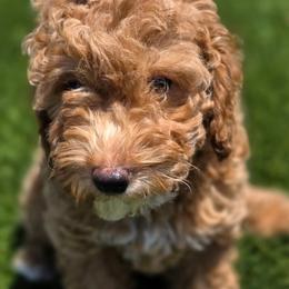 Scarlet - Champagne female Maltipoo puppy in Granada Hills, California from Sheryls Puppies