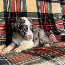 Gunner - Parti male Yorkshire Terrier puppy in Providence, Rhode Island from E&A Pets LLC