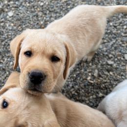 Black Collar - Yellow male Labrador Retriever puppy in Somerset, California from Cantina Labs and Cavs