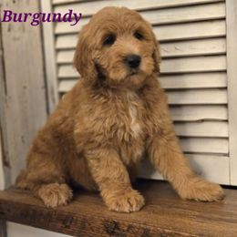 Burgundy - Sable female Goldendoodle puppy in Taft, Tennessee from McGraw's Fetching Pups