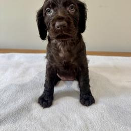 Boykin Spaniel Puppies from TNT Kennels