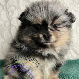 HOLD AKC POP - Blue merle male Pomeranian puppy in Watkins Glen, New York from Wicked Spirits Pomeranians
