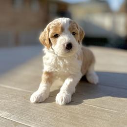 Green boy.Lucky - Parti male Goldendoodle puppy in Twin Falls, Idaho from Magic Valley Family Doodles