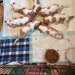 Cavalier King Charles Spaniel Puppies from KC's Kingdom Cavaliers