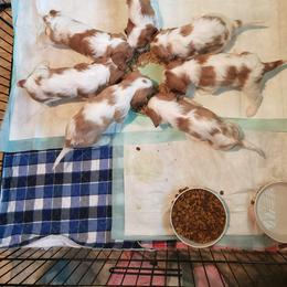 Cavalier King Charles Spaniel Puppies from KC's Kingdom Cavaliers