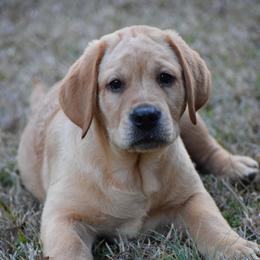 Yellow Male - Green - Yellow male Labrador Retriever puppy in Edgefield, South Carolina from Backwoods Pond Labradors LLC