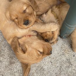 Golden Retriever Puppies from GLAD's Goldens