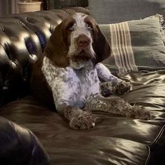 Spinone Italiano Puppies from High Pines Spinoni Italiani