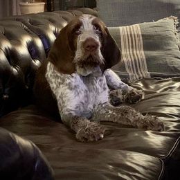 Spinone Italiano Puppies from High Pines Spinoni Italiani
