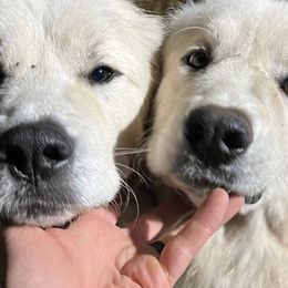 Great Pyrenees All Grown Up from McCarthy Ranchette