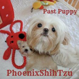 Shih Tzu Puppies from Phoenix Shih Tzu