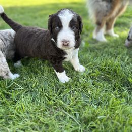 Archer - Brown and white male Aussiedoodle puppy in Fredonia, Pennsylvania from Drew’s Aussies & Doodles