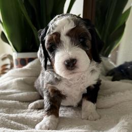 Red Boy - Blue merle male Bernedoodle puppy in Fort Gibson, Oklahoma from Waggle Doodles