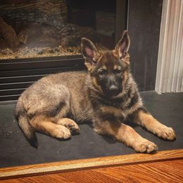 German Shepherd Puppies from Royalty German Shepherds