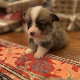 Grey collar male - Sable male Pembroke Welsh Corgi puppy in Grantsville Md, Maryland from Standing Oaks Kennel