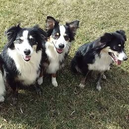Australian Shepherds from Big Run Australian Shepherds