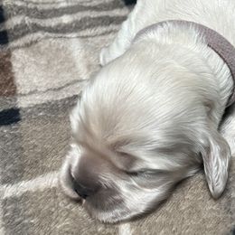 Cocker Spaniels from Livengood Cockers