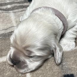 Cocker Spaniels from Livengood Cockers