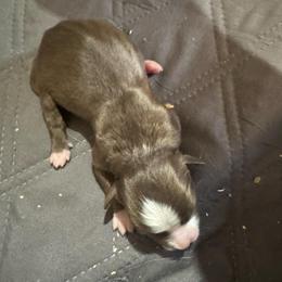 Bo Peep - Red & white female Miniature Australian Shepherd puppy in Stuart, Iowa from Arbor Hill Aussies