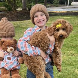 Goldendoodles from Brank N Doodle